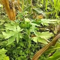 Papaya