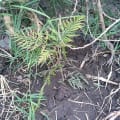 Grevillea