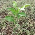 Citronnier