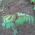 Tephrosia