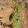Tefrosia
