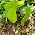 Cacao