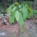 Cacao