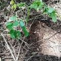 Moringa