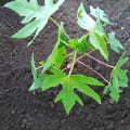 Papaya
