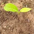 African Mahogany