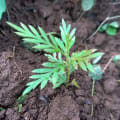 Grevillea Family