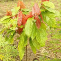 Cacao