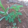 Moringa