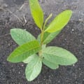 Guava