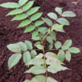 Cèdre Rose