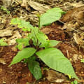 Cacao
