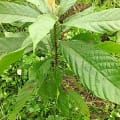 Cacao