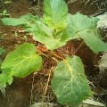 Tamarillo