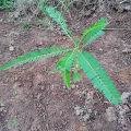 Sesbania