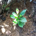 LittleKlittl