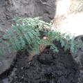 Christine's Jacaranda-Tree