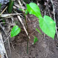 Dynamite Tree