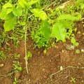 Lollo