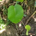 Árbol dinamita