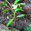 Cacao