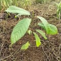 Cacao meravigliao