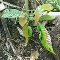 Cacao