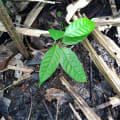 Cacao