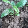 Afrikanische Olive