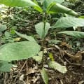 Cacao