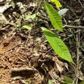 Cacao Martina