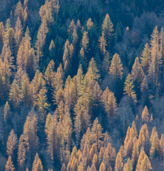 Foresta di Vassili Balocco Photography