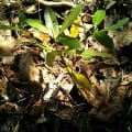 Mangrove