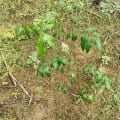 Neem