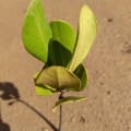 Yellow Mangrove