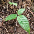 Cacao
