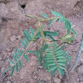 Tephrosia