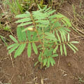 Tefrosia