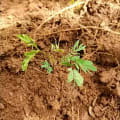 Calliandra