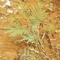 Calliandra