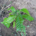 Cacao