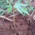 Papaya