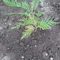 Grevillea