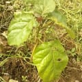 Tamarillo