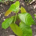 Cacao