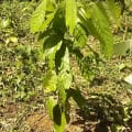 Cacao