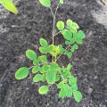 BabyTree