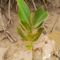 Mangrovia Asiatica