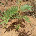Tefrosia