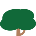 Sicomoro
